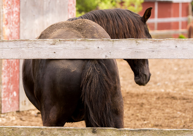 Kentucky Equine Research Nutritionist Tackles Food Allergies in Horses on Podcast