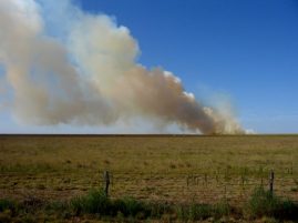 The Foundation for the Horse Dedicates $10,000 to Support Feed, Hay, and Veterinary Medical Supplies for Equines Impacted by Texas Panhandle Wildfires