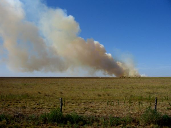 The Foundation for the Horse Dedicates $10,000 to Support Feed, Hay, and Veterinary Medical Supplies for Equines Impacted by Texas Panhandle Wildfires