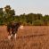 Soy for Horses: Facts and Fallacies