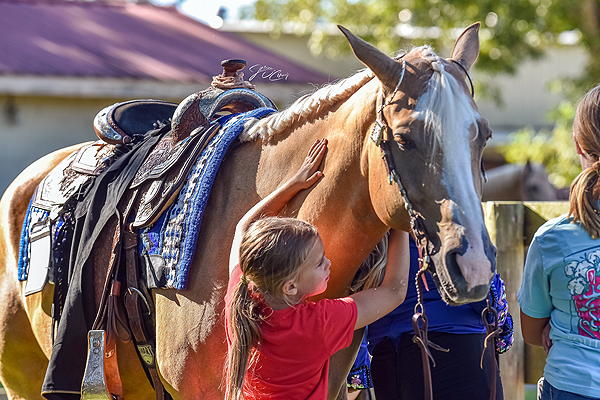 Palomino Horse Breeders of America Registration Special