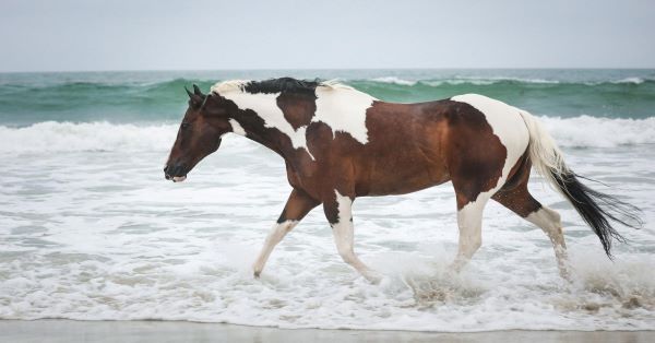 EC Photo of the Day – Cisco the Bay in Monterey Bay
