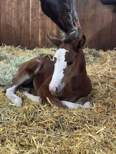 EC Foal Photo of the Day – Meet Cricket!