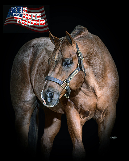 Annual Penn State Equine Science Showcase and Quarter Horse Sale Returns April 27th