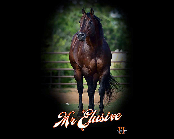 Flash Sale – Halter Horse Dispersal