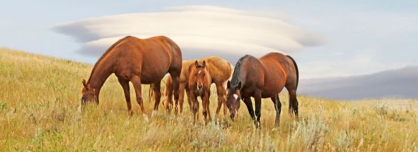 AQHA Convention Committee Agendas