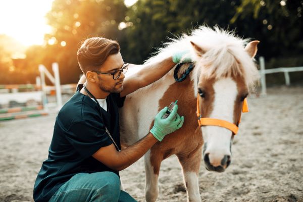 Spring Forward Horse Health With Vaccinations