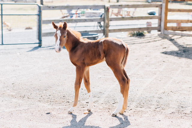 EC Foal Photo of the Day – Hope and Foxie