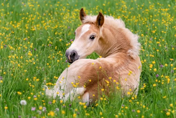 Pasture Management: Plan Now to Avoid Buttercups