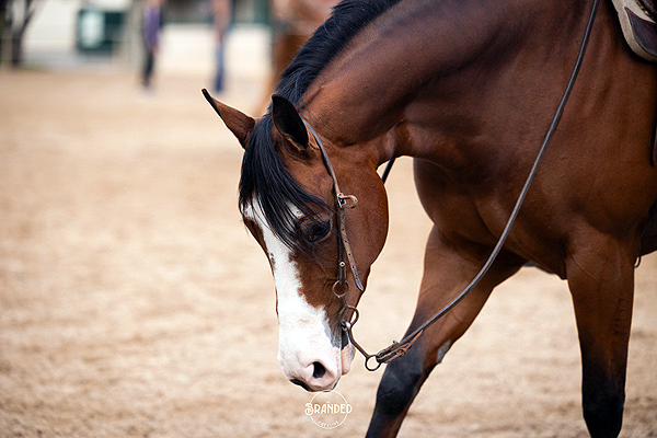 Around the Rings -The 2024 CPHA Spin to Win Show of the Year