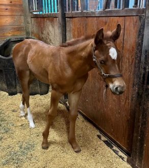 EC Foal Photo of the Day – In His Eyes