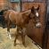 EC Foal Photo of the Day – In His Eyes