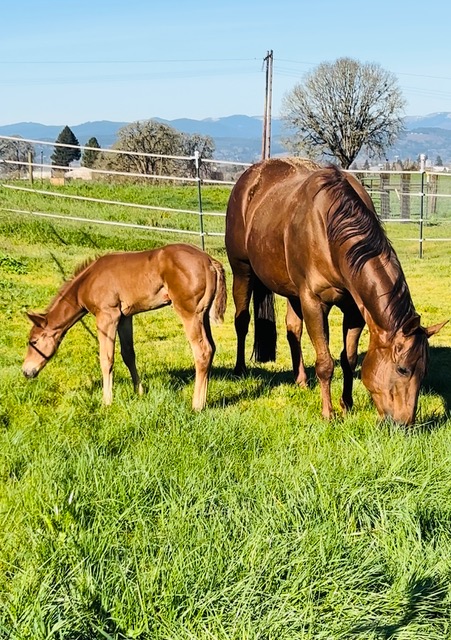 EC Foal Photo of the Day – Meet Pippa!