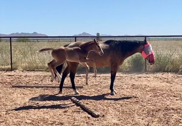 EC Foal Photo of the Day – Respect for the Trail Pole