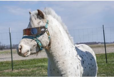 Horses and the Solar Eclipse