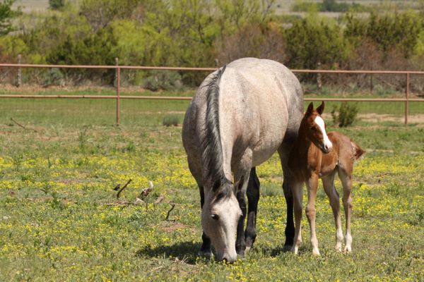 Naming Your AQHA Foal