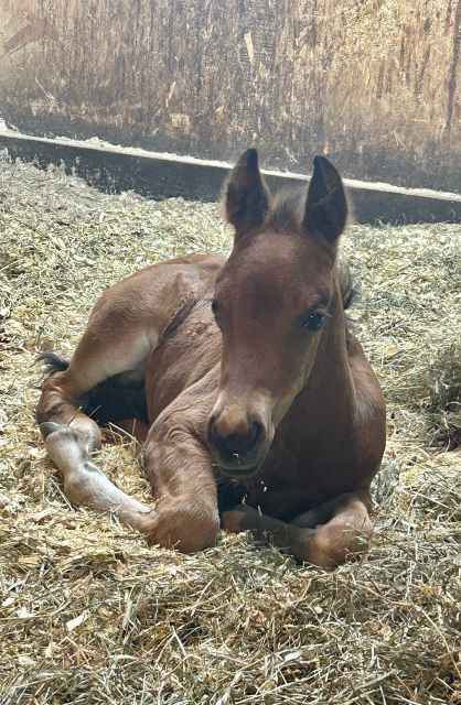 EC Foal Photo of the Day – Meet Sieger!