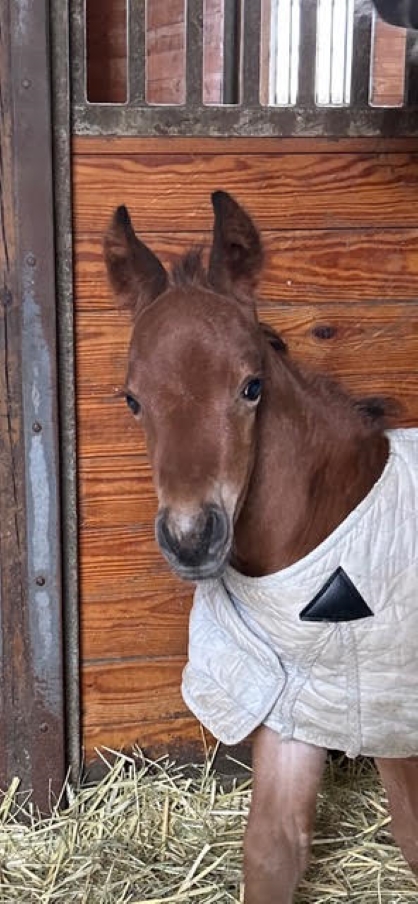 EC Foal Photo of the Day – Fairy Tales Do Come True