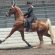 AVMA And AAEP Praise Strengthened Regulations On Horse Soring