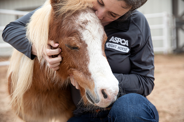 ASPCA Helps Equines Find Homes During Fourth Annual Adopt a Horse Month