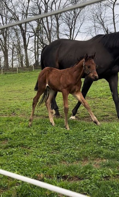 EC Foal Photo of the Day – Meet Midge!