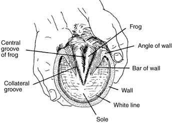 Functional Anatomy of the Horse Foot