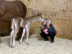 EC Photo of the Day – Kisses From A One-Day-Old Machine Made Colt
