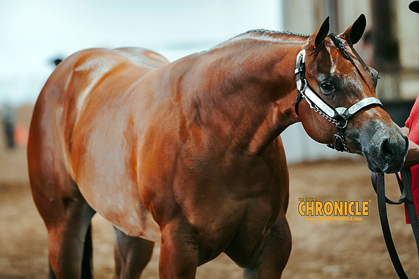 EC Photo of the Day – Advice from a Horse Master
