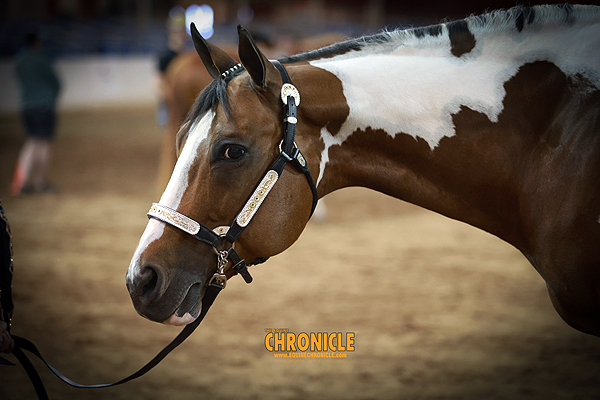 More Around the Rings – APHC Copper Country POR 24-25