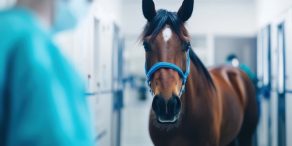 “Scoping Stress” Should Not Deter Owners from Gastric Ulcer Diagnostics