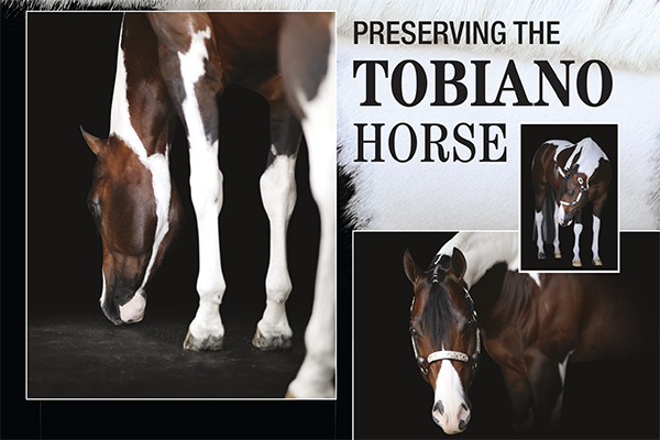 Preserving The Tobiano Horse
