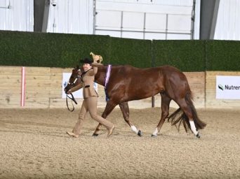 AQHA Hosted Successful AQHA Level 1 Championship Shows