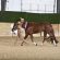 AQHA Hosted Successful AQHA Level 1 Championship Shows