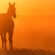 EIA Outbreak Kills 21 Horses in Southwest US