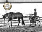 Around the Rings – 2025 WAQHA Paper Valley Festival