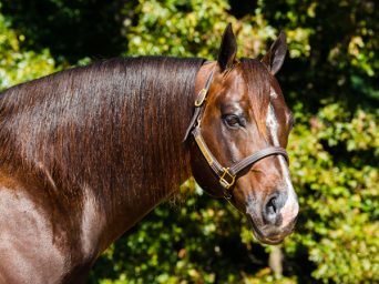 Masterson Farms, LLC Announces the Passing of RL Best of Sudden