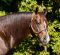 Masterson Farms, LLC Announces the Passing of RL Best of Sudden Masterson Farms, LLC Announces the Passing of RL Best of Sudden