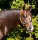 Masterson Farms, LLC Announces the Passing of RL Best of Sudden
