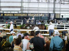 NSBA Markel Insurance Yearling Sale Catalog Now Online