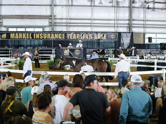 NSBA Markel Insurance Yearling Sale Catalog Now Online