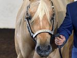 More Around the Rings – 2025 Palomino HBA World Championship Show