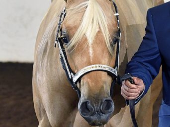 More Around the Rings – 2025 Palomino HBA World Championship Show