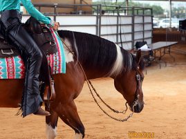 Off-the-Shelf Stem Cells Safe, Effective for Synovitis in Horses