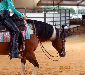 Off-the-Shelf Stem Cells Safe, Effective for Synovitis in Horses