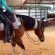 Off-the-Shelf Stem Cells Safe, Effective for Synovitis in Horses