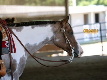 More Around the Rings – 2025 Cascade Pinto July Summer Classic
