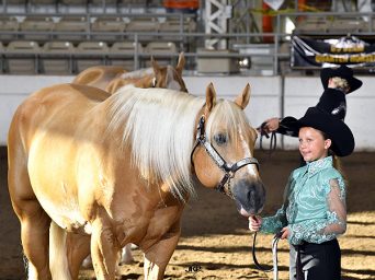 Around the Rings – 2025 Palomino HBA World Championship Show