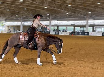 Dualling For Stars- From Show Pen to Therapy Arena