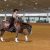 Dualling For Stars- From Show Pen to Therapy Arena