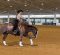 Dualling For Stars- From Show Pen to Therapy Arena Dualling For Stars- From Show Pen to Therapy Arena